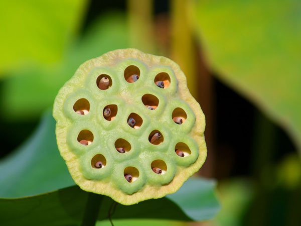 Berbagai Cara Mengatasi Trypophobia, Ketakutan Terhadap Lubang-lubang