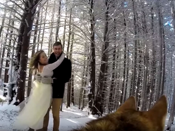 So Sweet! Video Pernikahan Pasangan Ini Direkam Oleh Anjing Peliharannya