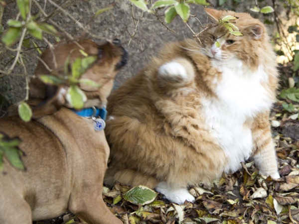 Terlalu Gemuk, Kucing Ini Dibantu Anjing untuk Turunkan Berat Badan