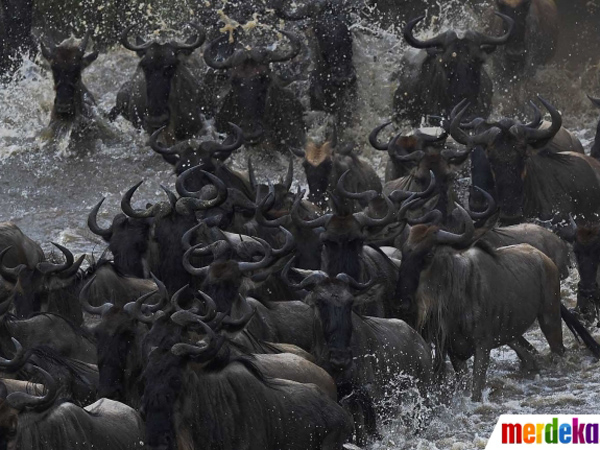 Upaya Bertahan Hidup, Ratusan Ribu Wildebeest Bermigrasi Gemparkan Netizen