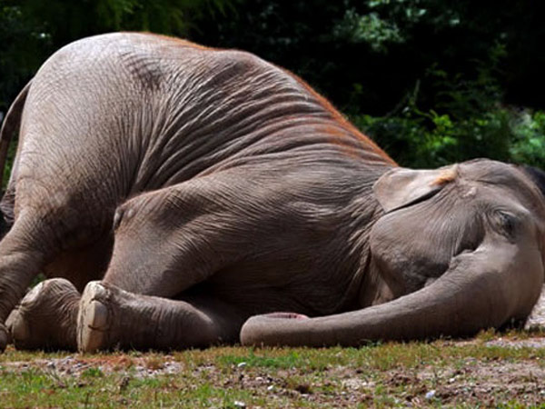 Gading Hilang Hingga Kepala Terbelah, Gajah Ditemukan Mati Mengenaskan di Aceh