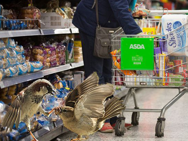 Buat Sarang di Dalam Supermarket, Sekelompok Burung Ini Menyerang Para Pengunjung!