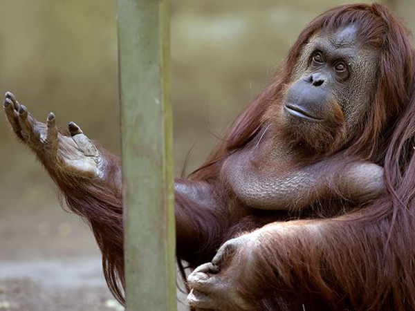 Sandra, Orangutan Pertama di Dunia yang Dapat Hak Asasi Manusia!