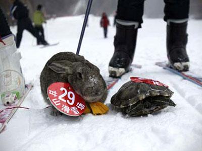 Kejuaraan Ski Hewan di China Undang Kontroversi!