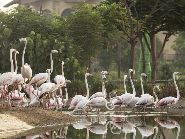 Indahnya Tempat Pembuangan Sampah di Dubai yang Disulap Jadi Taman Safari