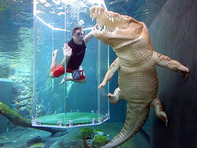 Berenang Bersama Buaya Di Crocosaurus Cove