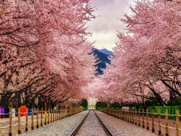 Menyambut Musim Semi Dengan Festival Bunga Sakura Terbesar Di Korea Selatan