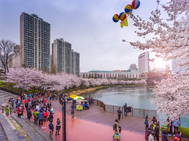 Lokasi Wisata Populer Cherry Blossom di Korea Tutup Sementara