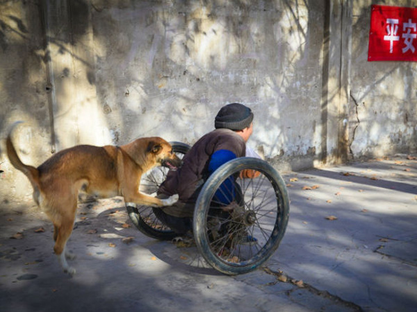 So Sweet, Anjing Ini Setia Dorong Kursi Roda Sang Majikan yang Menderita Lumpuh Saat Bekerja