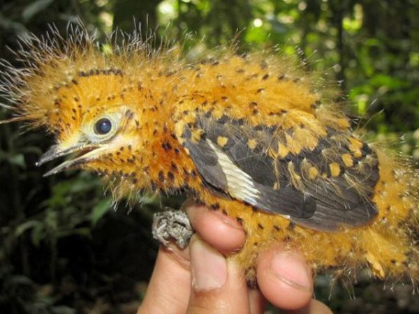 Burung Unik Asal Amazon Ini Bisa ‘Ubah’ Dirinya Jadi Ulat Beracun!