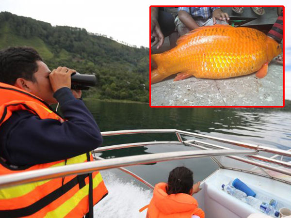 Viral Cerita Mistis Penangkapan Ikan Mas Raksasa Jadi Penyebab Tenggelamnya Kapal di Danau Toba