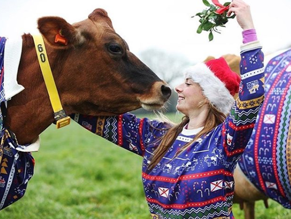 Sambut Perayaan Natal, Sapi di Inggris Dibalut Jumper A La Natal