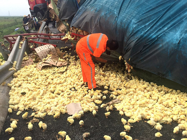 Truk Terguling, Ribuan Anak Ayam Tumpah di Jalan Tol Cina