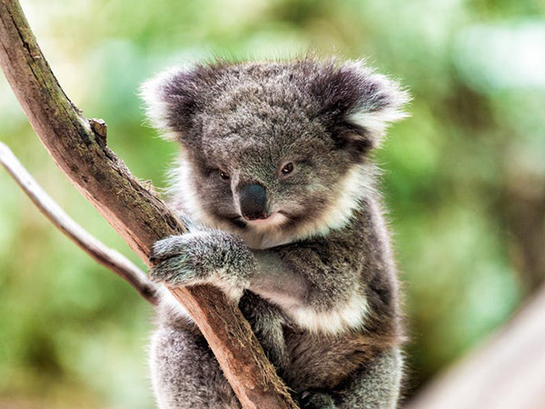 Habitat Dijajah, Lusinan Koala Australia Disuntik Mati