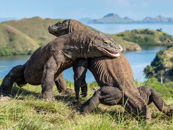 Sebelum Panik dan Bingung, Pahami Dulu Fakta Ditutupnya Taman Nasional Komodo Selama Setahun