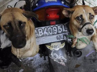 Korea Selatan Resmi Larang Penjualan Daging Anjing Yang Sudah Dilakukan Beradab-Abad