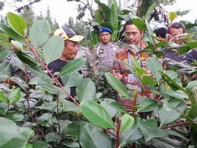 Tanaman Khat Cisarua Berasal dari Yaman