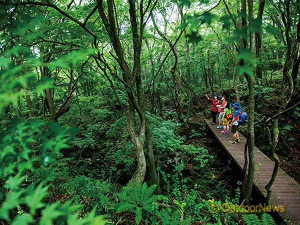 Tak Melulu Pantai, Halla Ecological Forest Juga Jadi Wisata Favorit di Pulau Jeju