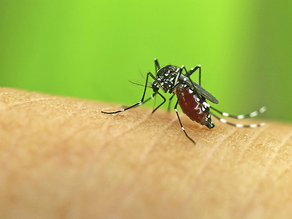 Waspada Virus Zika, Ini Tips Agar Terhindar dari Gigitan Nyamuk