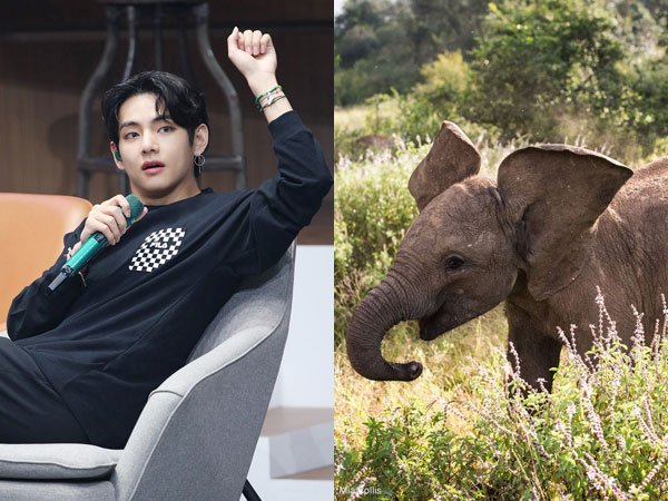 Kenalan dengan Roho, Bayi Gajah Lucu yang Diadopsi Atas Nama V BTS