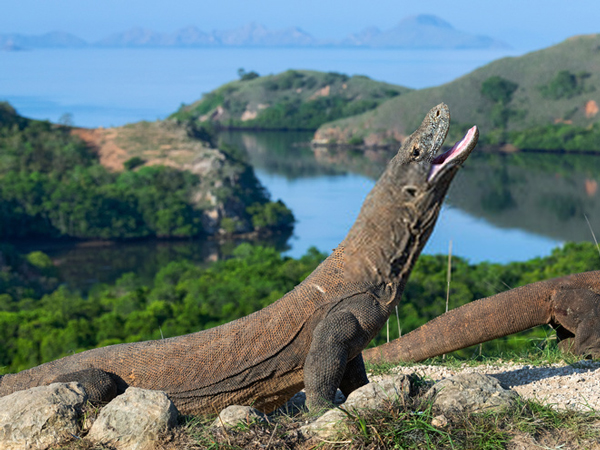 Viral Proyek 'Jurassic Park' di Pulau Komodo, Tagar #SaveKomodo Jadi Trending