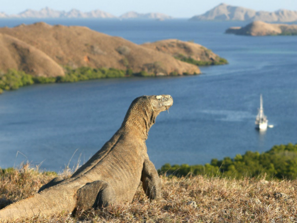 Pulau Komodo Masuk Daftar Destinasi yang Sebaiknya Tidak Dikunjungi Pada Tahun 2020, Ini Alasannya