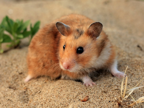 Ajari 'Arti Hidup' pada Siswa, Guru di Korea Ini Telan Hamster Hidup-hidup!