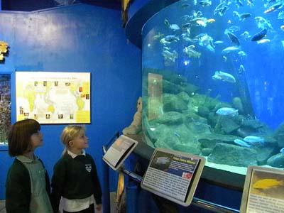 Hii, Aquarium Berisi 3 Ikan Hiu Pecah Saat Ada Pengunjung!