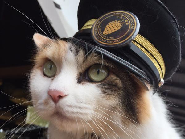 Ini Dia Kucing Menggemaskan Pengganti Tama si Kepala Stasiun Jepang