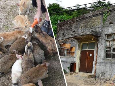 Okunoshima, Pulau Penuh Kelinci Menggemaskan yang Dulunya Lokasi Gas Beracun