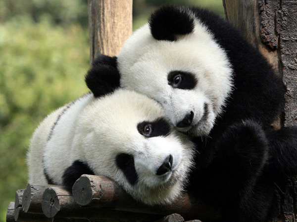 Tega! Panda di Cina Diburu dan Dimakan, Pemerintah Murka