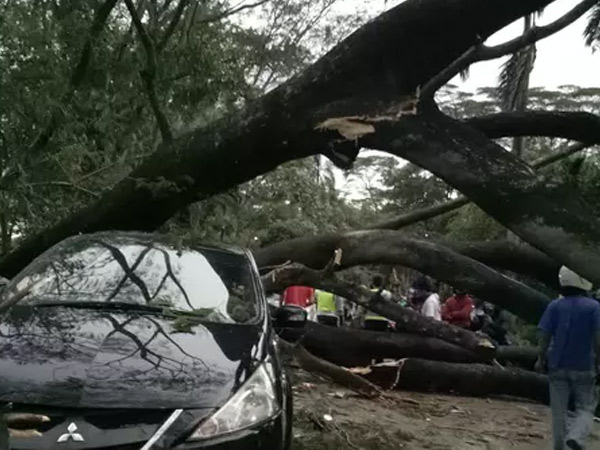 Timpa Kendaraan, Pohon Tumbang di Sekitar UI Sebabkan 2 Orang Tewas