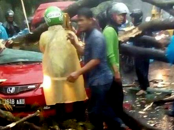 Pohon Tumbang di UI Tewaskan Penumpang Honda Jazz