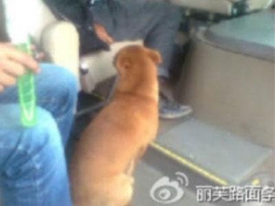 Anjing Ini Rela Naik Turun Bis Untuk Cari Majikan