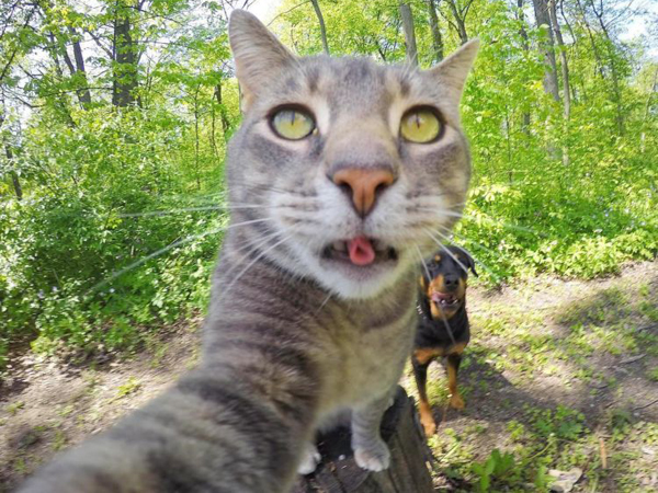 Kenalan dengan Kucing Menggemaskan yang Hobi Selfie, Manny