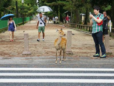 Wow, Hewan Di Jepang Ternyata Taat Rambu Penyeberangan