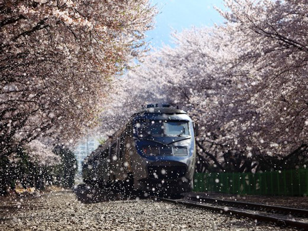 Siapa Bilang Stasiun Tak Bisa Jadi Lokasi Wisata? Kereta di Korsel Ini Justru Jadi Buruan Turis!