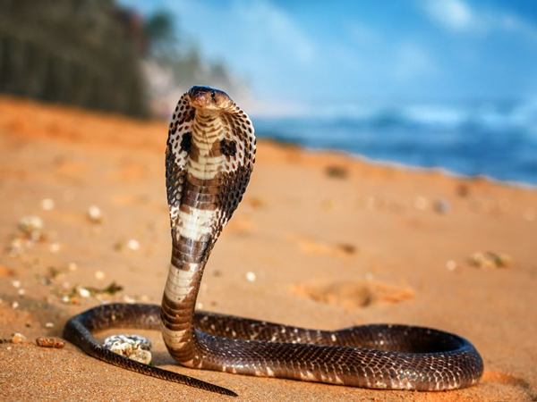 Waspadai Ular Cobra Saat Masuki Musim Penghujan