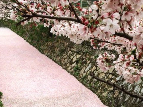 Tidak Hanya Saat Mekar, Sakura Berguguran Juga Jadi Buruan Wisatawan!