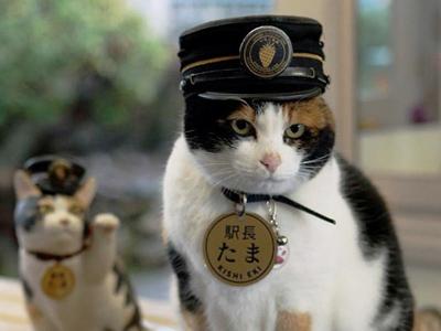 Wow, Dua Kucing Lucu Ini Diangkat Jadi Kepala Stasiun!