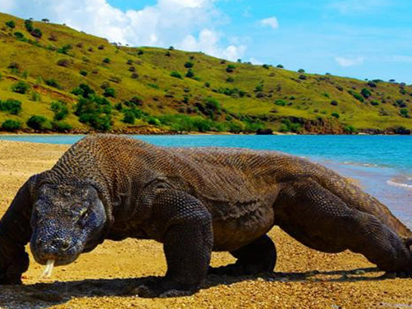 Wanita Haid Tidak Boleh Datang ke Pulau Komodo, Ini Faktanya