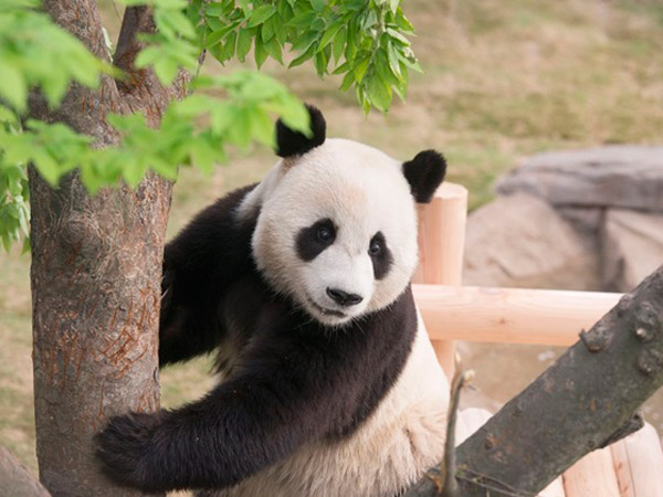 Mengenal Keseharian Makhluk Menggemaskan di Panda World Everland Korea Selatan!