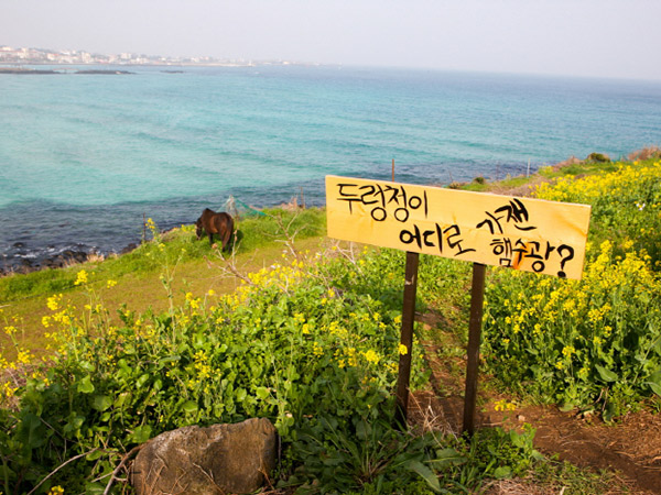 Nikmati Udara Segar di Padang Rumput Berkuda Pantai Hamdeok, Pulau Jeju