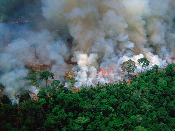 Ganasnya Kebakaran Hutan Amazon Selama Tiga Minggu yang Luput dari Sorotan Media