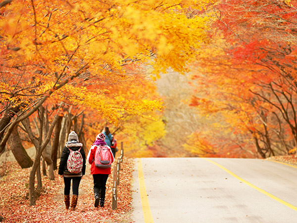 Musim Gugur di Korea Selatan, Saatnya Menikmati Warna-Warni Alam Cantik!