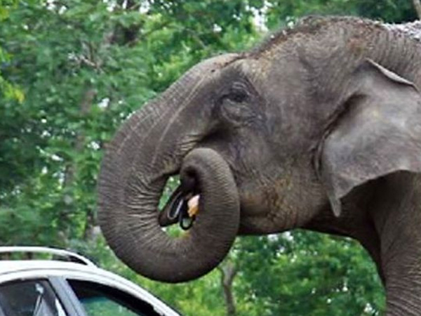 Kelaparan, Gajah Ini 'Masuk' Mobil dan Makan Tas Perhiasan Pengunjung Kebun Binatang!