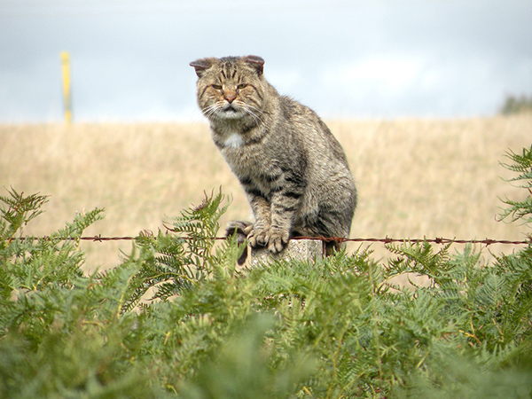 Oh No! Australia akan Bantai Dua Juta Kucing Liar!