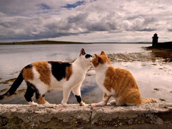 Ternyata Pulau 'Surga Kucing' Juga Ada di Indonesia!