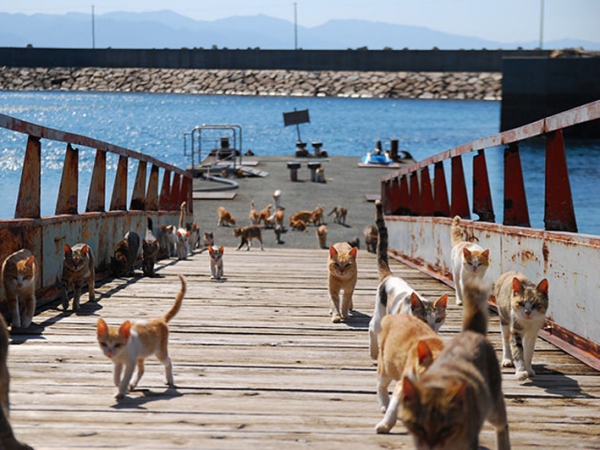 Dihuni Ratusan Kucing, Pulau Ini Banyak Dikunjungi Wisatawan