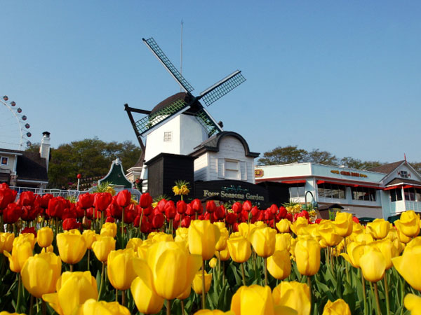 Jadi Saksi Mekarnya 1.2 Juta Bunga Tulip di Everland Korea Selatan!